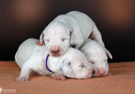 RR-Wurf vom Teutoburger Wald | Lady Lila, Lady Rosa, Lady Orange