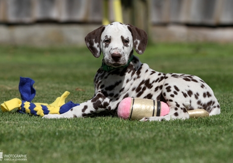 Road Runner vom Teutoburger Wald - Mr. Grün | Rüde | weiß-braun | beidseitig hörend