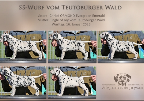 SS-Wurf vom Teutoburger Wald 