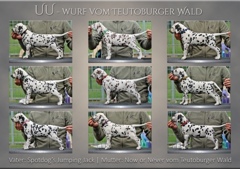 UU - Wurf vom Teutoburger Wald - Standfotos