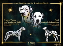 Deckung Precious Picasso vom Teutoburger Wald