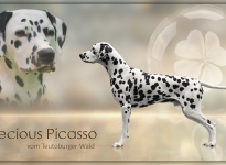 Deckung Precious Picasso vom Teutoburger Wald