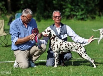 DZGD Felde Sieger Ausstellung Riede 2026 - BEST OF BREED JUNIOR - Deutscher Jugendchampion Timeless Twilight vom Teutoburger Wald 