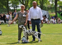 DZGD Vereinssieger Ausstellung 2026 - DZGD Vereinsieger 2026 – Deutscher Champion Precious Picasso vom Teutoburger Wald 