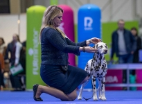 International- & Huntingdog-Show Poznan (PL) 7.-9.11.2025 - PUPPY CHAMPION OF POLAND - Timeless Twilight vom Teutoburger Wald 