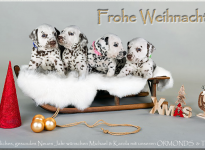 Frohe Weihnachten & ein glückliches, gesundes Neues Jahr