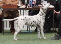 Vinatta's Alma