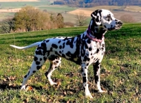 Emely aus dem Grubetal