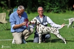 DZGD Felde Sieger Ausstellung Riede 2026 - BEST OF BREED JUNIOR - Deutscher Jugendchampion Timeless Twilight vom Teutoburger Wald 