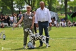 DZGD Vereinssieger Ausstellung 2026 - DZGD Vereinsieger 2026 – Deutscher Champion Precious Picasso vom Teutoburger Wald 
