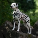 Precious Picasso vom Teutoburger Wald (2 Jahre)