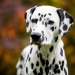 Precious Picasso vom Teutoburger Wald (2 Jahre)