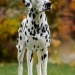Precious Picasso vom Teutoburger Wald (2 Jahre)