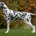 Precious Picasso vom Teutoburger Wald (2 Jahre)