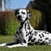 Popular Piccolo vom Teutoburger Wald (2,5 Jahre alt)